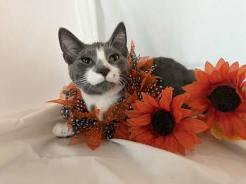 Rescue Domestic Short Hair Cats for Adoption - Uri | PetCurious