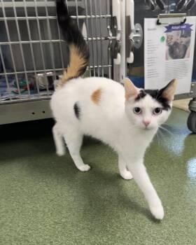 Domestic Short Hair Cats Available for Adoption in Seneca, Pennsylvania - Butterscotch | PetCurious