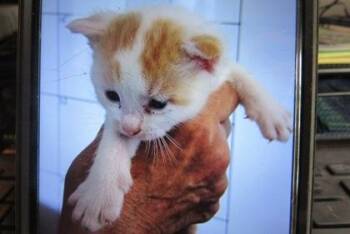 Tucker -  Domestic Short Hair Cat for Adoption in West Memphis, Arkansas - Tucker | PetCurious