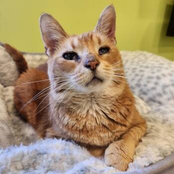 Rescue Domestic Short Hair Cats for Adoption in Walker, Michigan - Fan Fan - Foster | PetCurious