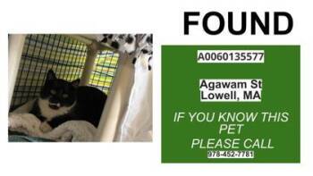 Domestic Short Hair Cats Available for Adoption - Whammy | PetCurious