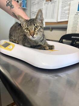 Jak -  Domestic Short Hair Cat for Adoption in Bolivar, Missouri - Jak | PetCurious