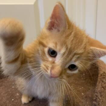 Cheeto Georgia TL -  Domestic Short Hair Cat for Adoption in Tallahassee, Florida - Cheeto Georgia TL | PetCurious