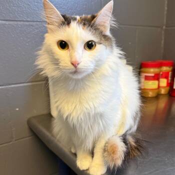 Angel -  Domestic Medium Hair Cat for Adoption in Tuscaloosa, Alabama - Angel | PetCurious