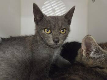 ALAN -  Domestic Short Hair Cat for Adoption in Kent, Washington - ALAN | PetCurious