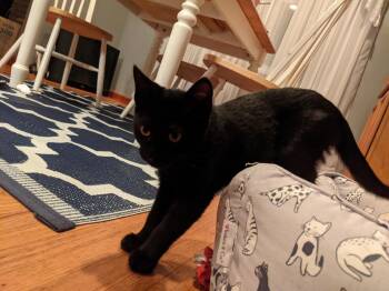 Domestic Short Hair Cats Available for Adoption in Greenwood, Indiana - Tofu | PetCurious