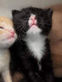EEYORE -  Domestic Short Hair Cat for Adoption in Dallas, Texas - EEYORE | PetCurious