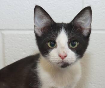 Zeke -  Domestic Short Hair Cat for Adoption in Euclid, Ohio - Zeke | PetCurious