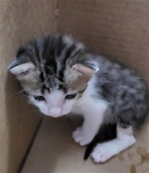 IGNACIO -  Domestic Medium Hair Cat for Adoption in Dallas, Texas - IGNACIO | PetCurious