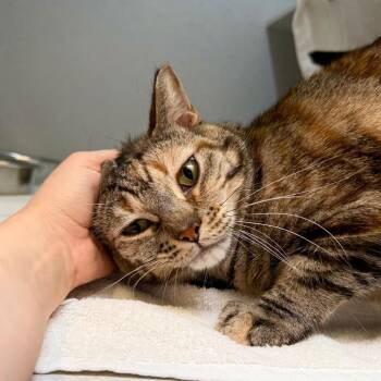 Blondy -  Domestic Short Hair Cat for Adoption in Pittsburgh, Pennsylvania - Blondy | PetCurious