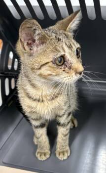 Pen 3 Misha -  Domestic Short Hair Cat for Adoption in Lawrenceville, Georgia - Pen 3 Misha | PetCurious