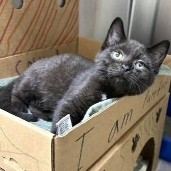 Curtis -  Domestic Short Hair Cat for Adoption - Curtis | PetCurious
