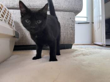 Rescue Domestic Short Hair Cats for Adoption in Scranton, Pennsylvania - Coal | PetCurious
