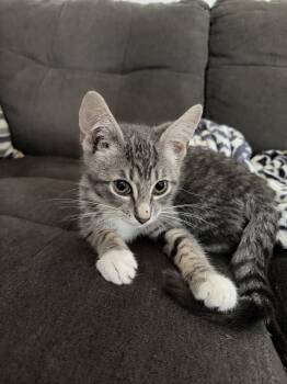 Cosmo -  Domestic Short Hair Cat for Adoption in Derry, New Hampshire - Cosmo | PetCurious