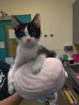 Godfrey -  Domestic Short Hair Cat for Adoption in Richmond, Virginia - Godfrey | PetCurious