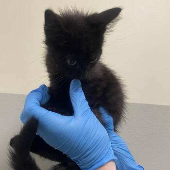 Bottle -  Domestic Medium Hair Cat for Adoption - Bottle | PetCurious
