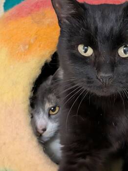 Domestic Short Hair Cats Available for Adoption - Ahna And Kaleesa | PetCurious