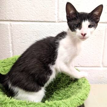 Fred -  Domestic Medium Hair Cat for Adoption in Smithfield, North Carolina - Fred | PetCurious