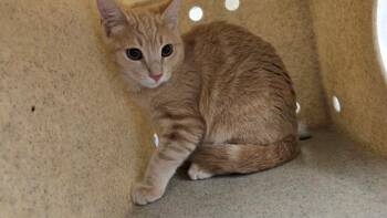 Rescue Domestic Short Hair Cats for Adoption in Riverside, California - PUMPKIN | PetCurious