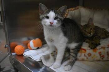 Caesar -  Domestic Short Hair Cat for Adoption in Kansas City, Missouri - Caesar | PetCurious