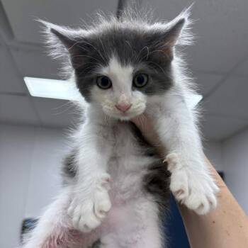 Roger Rabbit -  Domestic Medium Hair Cat for Adoption in Beaumont, Texas - Roger Rabbit | PetCurious