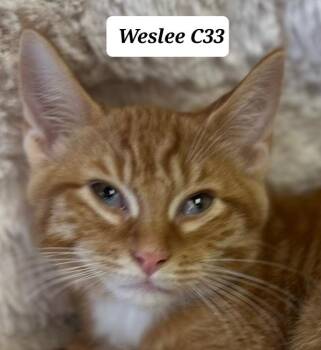 Weslee -  Domestic Short Hair Cat for Adoption in Morganton, North Carolina - Weslee | PetCurious