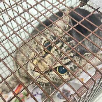 Tabby Brown -  Domestic Short Hair Cat for Adoption in Philadelphia, Pennsylvania - Tabby Brown | PetCurious