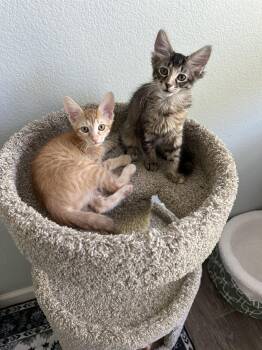 Inova -  Torbie and Tabby Cat for Adoption in Plano, Texas - Inova | PetCurious