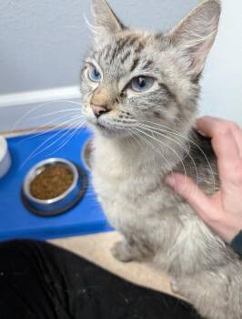 Domestic Medium Hair Cats Available for Adoption in Seattle, Washington - Faith | PetCurious