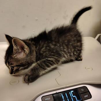 Squidward -  Domestic Short Hair Cat for Adoption in Coos Bay, Oregon - Squidward | PetCurious