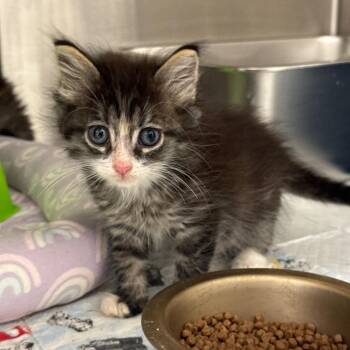 Gene -  Domestic Medium Hair Cat for Adoption in Spring Hill, Kansas - Gene | PetCurious