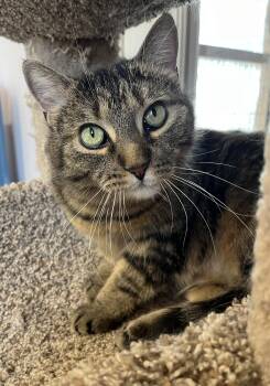 Domestic Short Hair Cats Available for Adoption in Sainte-angèle-de-monnoir, Quebec - SOSHUNA (CR/SC) | PetCurious