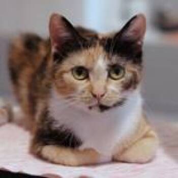 Wilma -  Domestic Short Hair Cat for Adoption in Hilliard, Ohio - Wilma | PetCurious