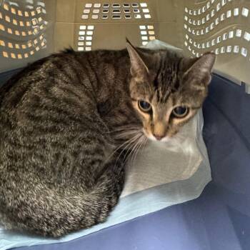 Chicken -  Domestic Short Hair Cat for Adoption in Buffalo, New York - Chicken | PetCurious
