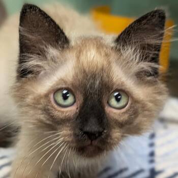 Sega -  Domestic Medium Hair and Siamese Cat for Adoption in Jefferson, Wisconsin - Sega | PetCurious