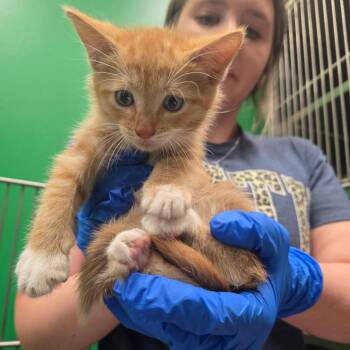 Ed -  Domestic Short Hair Cat for Adoption in Mount Vernon, Indiana - Ed | PetCurious