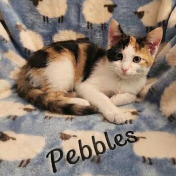 Pebbles -  Calico Cat for Adoption in Wyandotte, Michigan - Pebbles | PetCurious