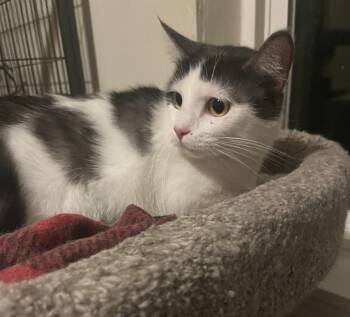 Domestic Short Hair Cats Available for Adoption - Amber | PetCurious