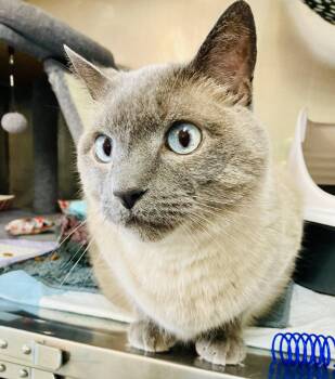 Domestic Short Hair Cats Available for Adoption in Wasilla, Alaska - Simon | PetCurious
