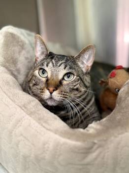 Rescue Domestic Short Hair Cats for Adoption in Fort Walton Beach, Florida - SAMMY | PetCurious