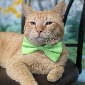 Rescue Domestic Short Hair Cats for Adoption in Long Beach, California - Dolph Lundgren | PetCurious