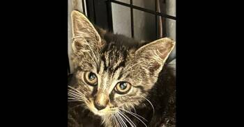 Dash -  Domestic Short Hair Cat for Adoption in Emerald Isle, North Carolina - Dash | PetCurious