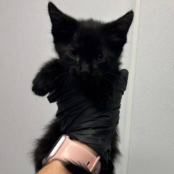 Rory -  Domestic Short Hair Cat for Adoption in Abilene, Texas - Rory | PetCurious