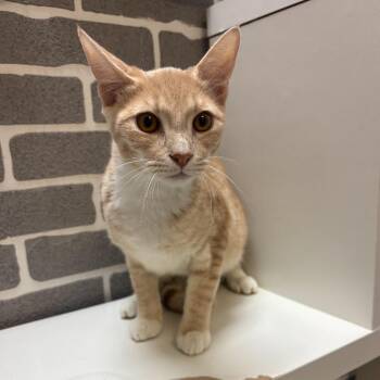 Rescue Domestic Short Hair Cats for Adoption in Tallahassee, Florida - Tiger @ Fat Cat Cafe | PetCurious