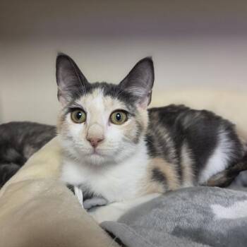 Buttercup -  Domestic Short Hair Cat for Adoption in Westhampton, New York - Buttercup | PetCurious