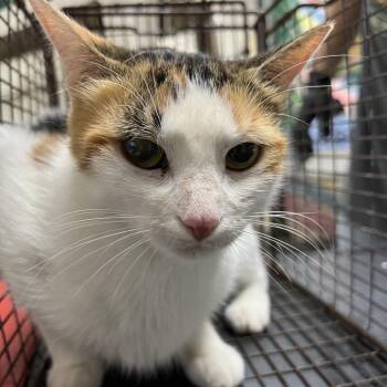 Gia -  Domestic Short Hair Cat for Adoption in Lufkin, Texas - Gia | PetCurious