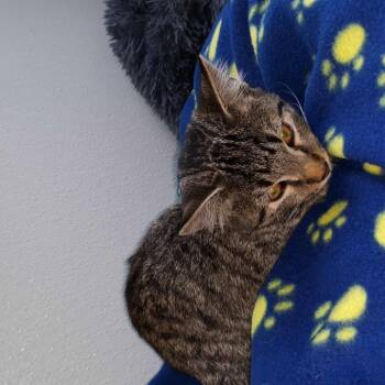 Rescue Domestic Short Hair Cats for Adoption in Newport, Tennessee - Onyx | PetCurious