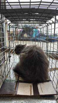 Domestic Short Hair Cats Available for Adoption in New Braunfels, Texas - Davila Feral 7 | PetCurious