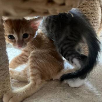 Candle -  Domestic Short Hair Cat for Adoption in Fort Lauderdale, Florida - Candle | PetCurious