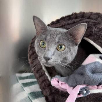 Pompom -  Domestic Short Hair Cat for Adoption in State College, Pennsylvania - Pompom | PetCurious